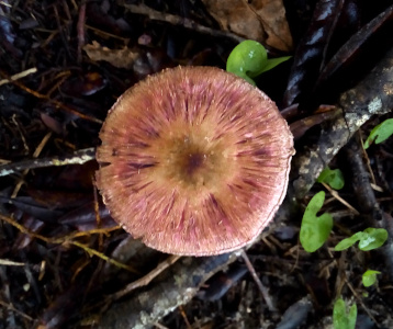 [Top-down view of the circularmushroom cap.  The cap has small ridges emanating from the center to the outer edges and some of the ridges are darker than others giving the cap a variegated effect.]